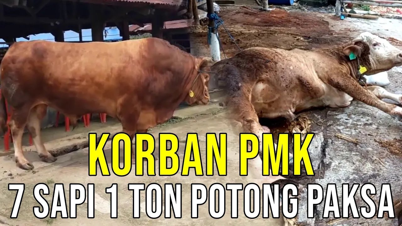 
                                 Sapi-Jumbo-PMK-Tumbang